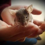 Profile Picture of Kevin Schweizer (@egi55.kevin) on Instagram