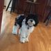 Profile Picture of Isabella Garrison (@izzy6100) on Pinterest