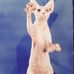 Profile Picture of Lori Armitage (Simplynude Sphynx) (@Lori-Armitage) on Facebook