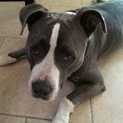 Profile Picture of David Kincaid (@freecaddie) on Youtube