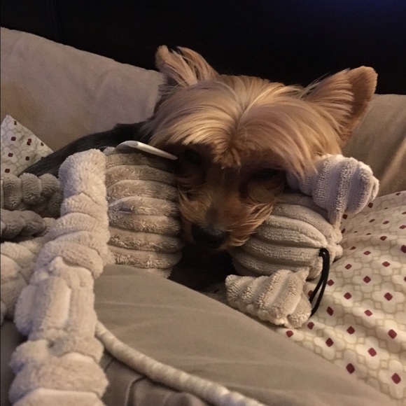 Profile Picture of Nancy Samaniego (@nancynjosh) on Poshmark