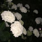 Profile Picture of John Emily 🐕🌙 (@juan.garrido2) on Instagram