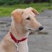 Profile Picture of Golden Retriever Lover Society (@NitinSingh274) on Pinterest