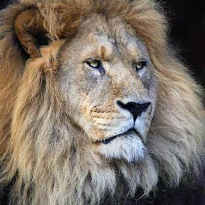 Profile Picture of Aaron Ziegler (@WadeGooder) on Twitter