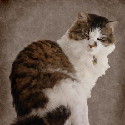 Profile Picture of Cheryl Adams (@@chezzaadda) on Twitter