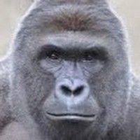 Profile Picture of Benjamin Hampson (@benjamin-hampson-1) on Quora