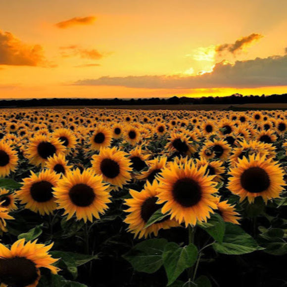 Profile Picture of Baylee Windt (@briwindt) on Poshmark