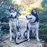 Profile Picture of Athena and Luna 🐺 (@caliwolfs) on Instagram