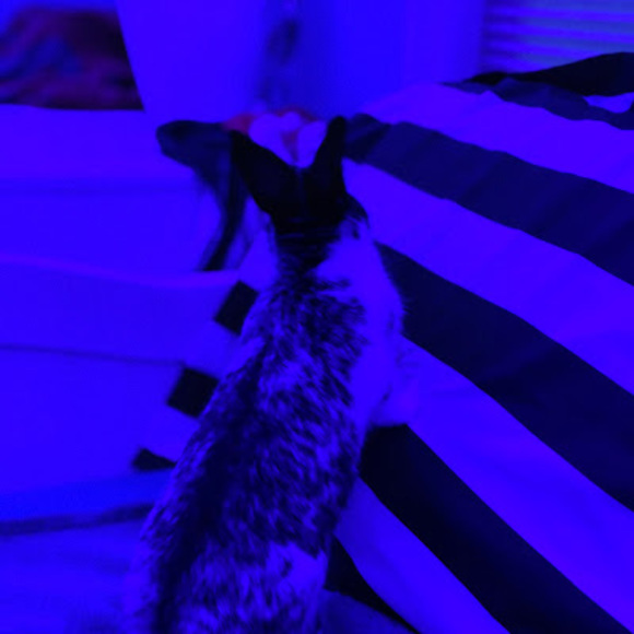 Profile Picture of Mariah Tamburro (@mariahtamburro) on Poshmark