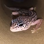 Profile Picture of Joshua O’Neill (@joshyreptiles) on Instagram