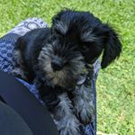 Profile Picture of Gus_The_Miniture_Schnauzer (@guswinstonkirby) on Instagram