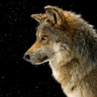 Profile Picture of Mackenzie Sharp (@mackenzie-sharp-8) on Quora