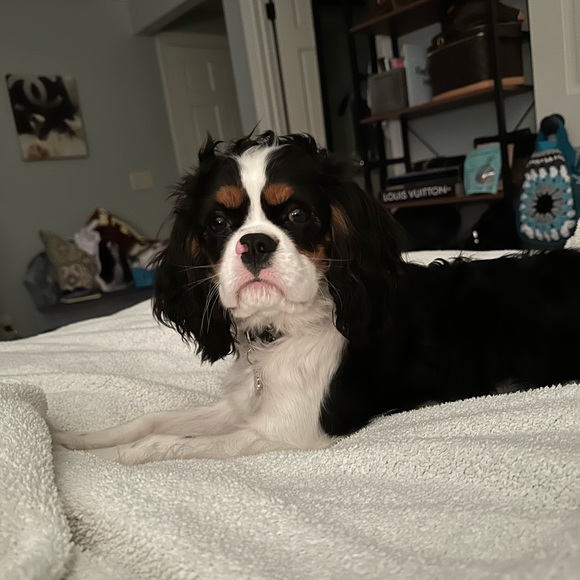 Profile Picture of Lara Roberson (@lararoberson) on Poshmark