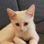 Profile Picture of Joe De Cotta (@snowy_the_sassy_cat) on Instagram