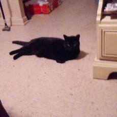 Profile Picture of Brenda Dirden (@dirden_brenda) on Twitter