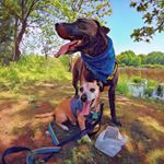 Profile Picture of Milo & Ralphy 🐓 (@theralphandmiloshow) on Instagram