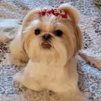 Profile Picture of Linda Latronica Collucci (@linda.latronicacollucci) on Facebook