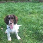 Profile Picture of baileymysprockerspaniel (@baileymysprockerspaniel) on Instagram