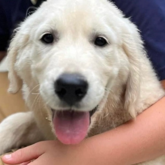 Profile Picture of Ken Cohen (@kenmcohen0401) on Poshmark