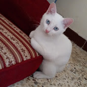 Profile Picture of Mohamad Ammar (@mohamadammar2477) on Youtube