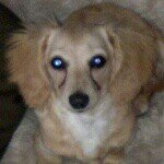 Profile Picture of cindy bray (@my6dogs) on Instagram