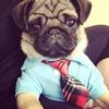 Profile Picture of Chris Lattanzi (@@pugcrazypdx) on Tiktok