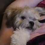 Profile Picture of Lily Fragoso (@lilytigerbug123) on Instagram