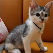 Profile Picture of Anne Chou (@annechou1161) on Youtube