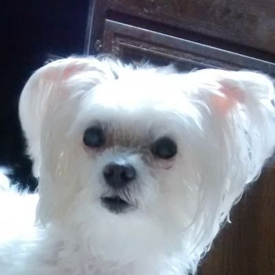 Profile Picture of Maggie Lea..  🇺🇸  🌊  💜  🐕  🌈  🐈 #GoodTrouble (@laliluLeahlo) on Twitter