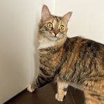 Profile Picture of Sarah-Jeanne Labrosse (@sarah.jeanne.labrosse) on Instagram