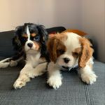 Profile Picture of Ralph And Zac The Cavalier’s (@ralphzac_the_royals) on Instagram