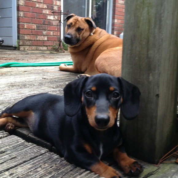 Profile Picture of Linda Sturgeon (@linnie1addie2) on Poshmark