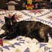 Profile Picture of Ruth knott (@porkchopandtaba) on Pinterest
