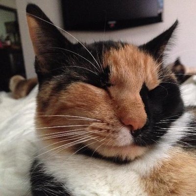 Profile Picture of Shelley Geer (@msism416) on Twitter