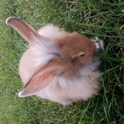 Profile Picture of Michael Skilling (@Michael20405069) on Twitter