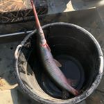 Profile Picture of Kevin (@garsticker) on Instagram