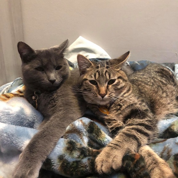 Profile Picture of Chandra Bender cristofono (@ccristofono) on Poshmark