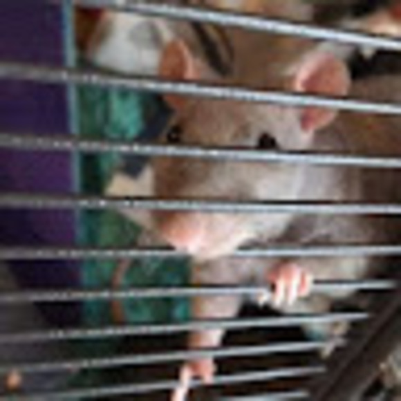 Profile Picture of Michaela Kenady (@mmariek417) on Poshmark