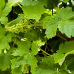 Sheri D Orts - Instagram Profile Picture of Sheri D Orts (@thegarnetcollectiv) on Instagram