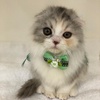 Profile Picture of ruby🍀 (@yotsuba428flower) on Tiktok