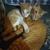 Profile Picture of Jagjiwan Singh  (@rajrani2135) on Youtube