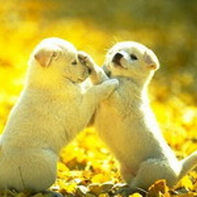 Profile Picture of Tammie Jordan (@GeorgetteHarmon) on Twitter