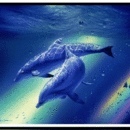 Profile Picture of Shelley Farr (@dolphinlover1979) on Myspace