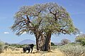 Profile Picture of Adansonia digitataon Wikipedia