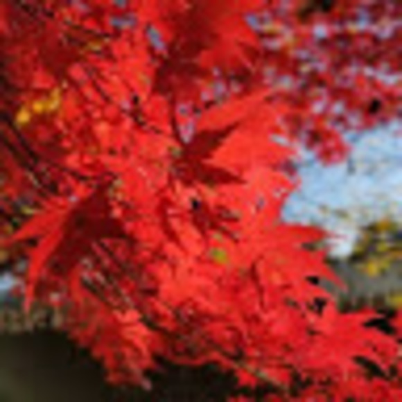 Profile Picture of Geselle Lumaban (@gcelcorpuz) on Poshmark