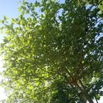 Profile Picture of Glenzie Charles (@Glenzie-Charles) on Facebook