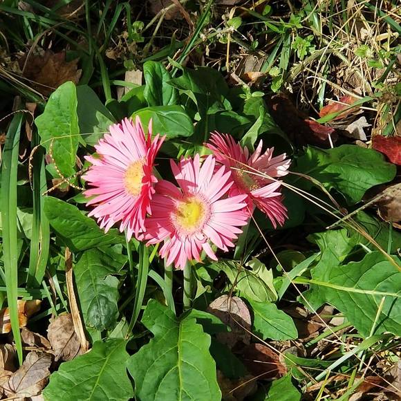 Profile Picture of Elizabeth Bastedo (@bastedoeh) on Poshmark