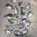 Profile Picture of Griffiths (@savnbradford) on Instagram