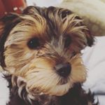Profile Picture of Sarah (@sarah.vickerss) on Instagram