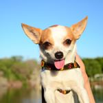 Profile Picture of Cooklino (@cooklino) on Instagram
